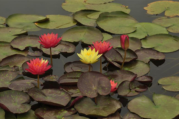 <b>种植睡莲</b>