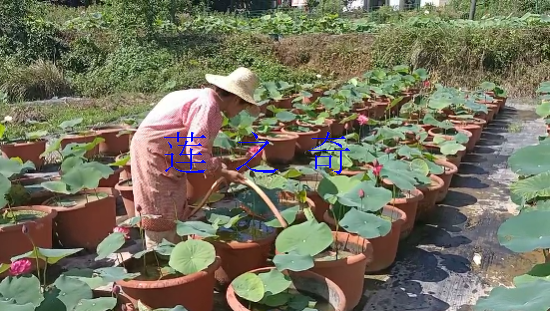 <b>浇水视频</b>