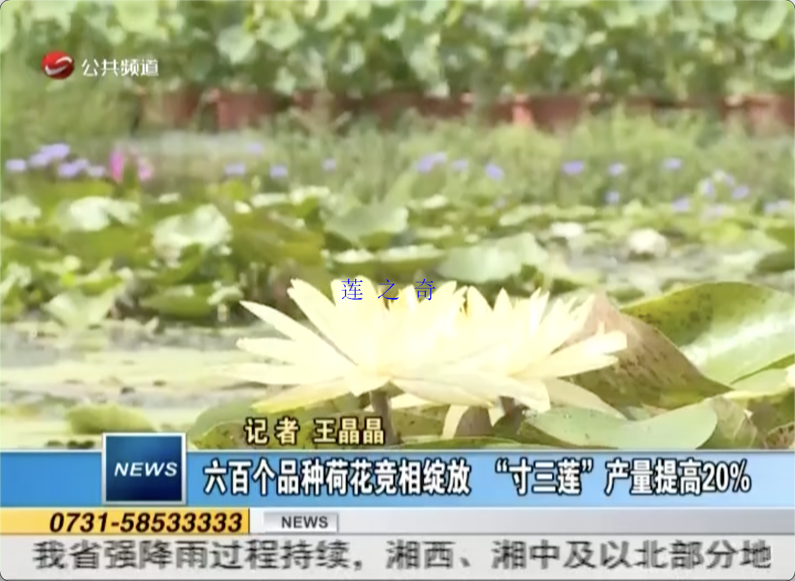 湘潭都市频道对莲之奇种植基地报道