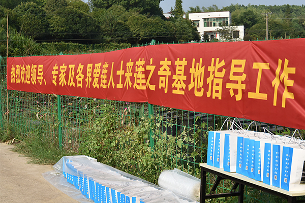 欢迎领导、专家及各界爱莲人士参观莲之奇种植基地