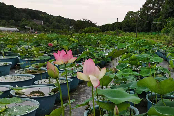 水生观赏植物，花莲种植商