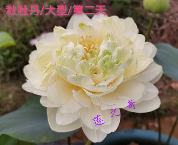 秋牡丹