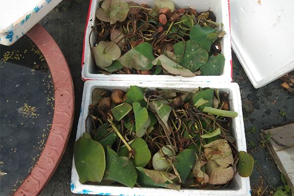 荷花苗，睡莲苗