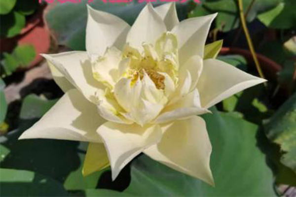 “博爱莲”绽放花博会