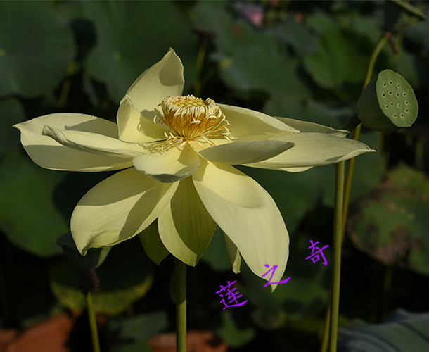 大黄蜂