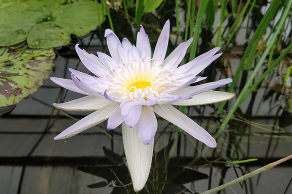 <b>水田种植睡莲苗</b>