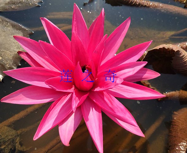 <b>印度红</b>