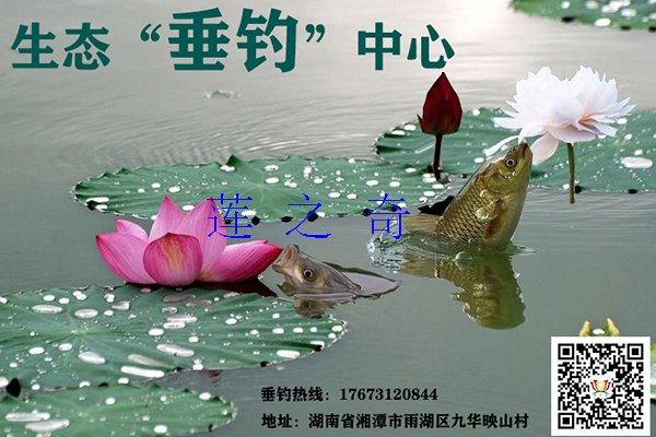 <b>莲之奇的赏荷垂钓中心</b>