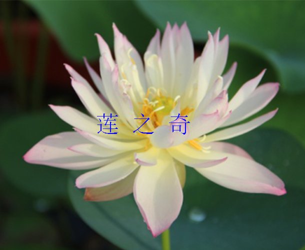 <b>大师</b>